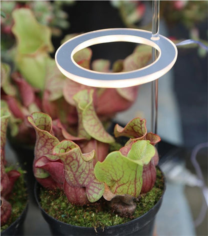 Sybille – LED Plantenlamp met Volledig Spectrum voor Binnenplanten
